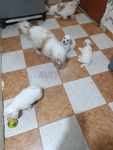 جرو صغير للبيع - 2