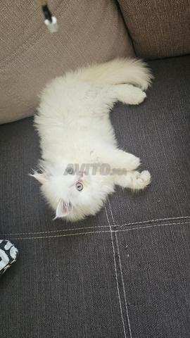 Chat persan mâle 2 mois - 2