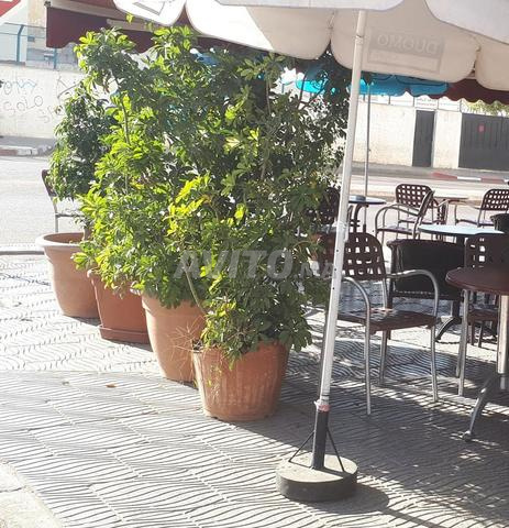 بيع نباتات جميلة - 2