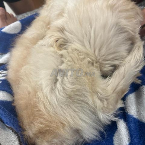 Un beau chien à vendre