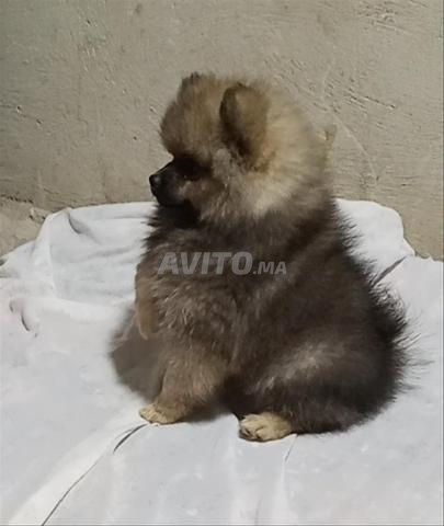 Spitz Pomeranian prix fixe - 2