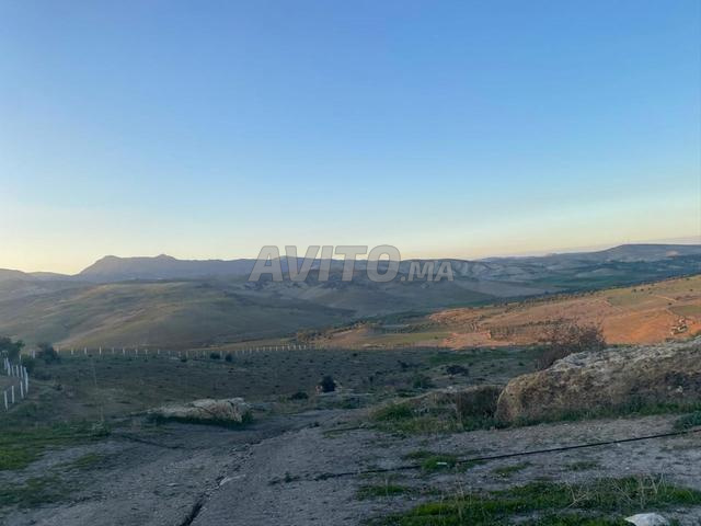 للبيع - مزرعة زيتون في طور الإنتاج الكامل - 2