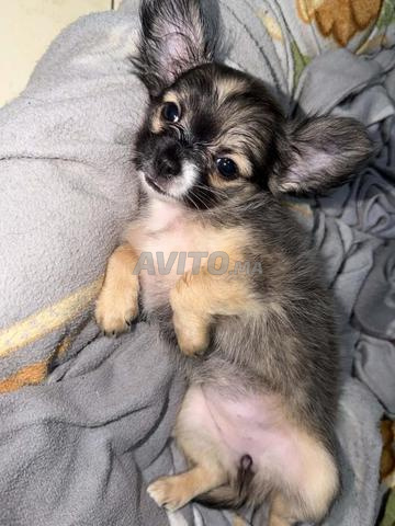 Chihuahua femelle toy