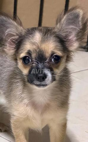 Chihuahua femelle