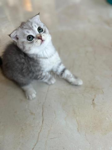 Chatons Scottish Fold et Straight disponibles - 2
