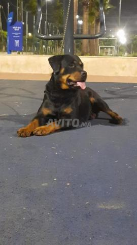 Femelle rottweiler - 2