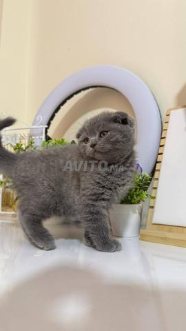 Scottish fold - 2