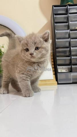 British Shorthair - 2