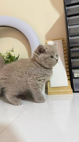 British shorthair & Scottish fold - 2