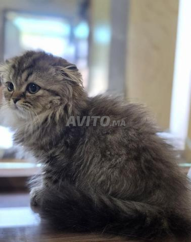 Highland fold golden tabby & Scottish fold - 2