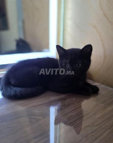 British Shorthair - 2