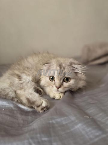 Highland fold & Scottish fold argent chocolat - 2