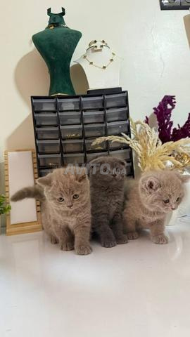 Scottish fold & british shorthair - 2