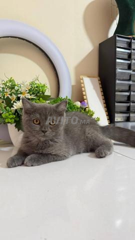 British shorthair & Scottish Straight - 2