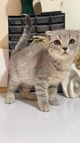Scottish fold silver shaded - 2