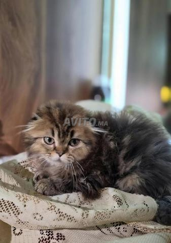 Highland fold doré & Scottish fold - 2