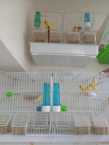 Couples et poussins et cages - 2