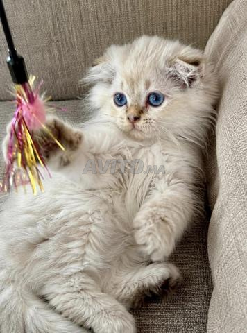 Chatons Scottish Highland Fold & British - 2