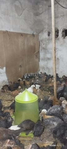 فلوس سولوت مختلطة العمر 35 يوم - 2