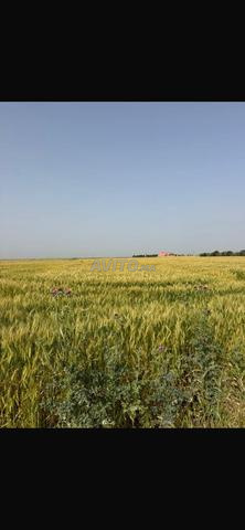 Terrain agricole Jaqma Berrechid à vendre - 2