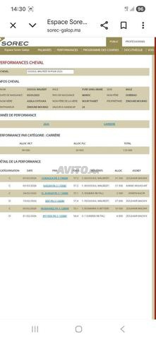 Jument psar pleine - 2