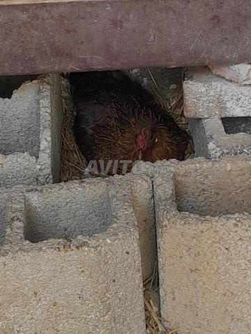 Poulets locaux en liberté à vendre - 2