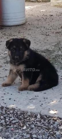 Chiot femelle berger allemand pedigree - 2
