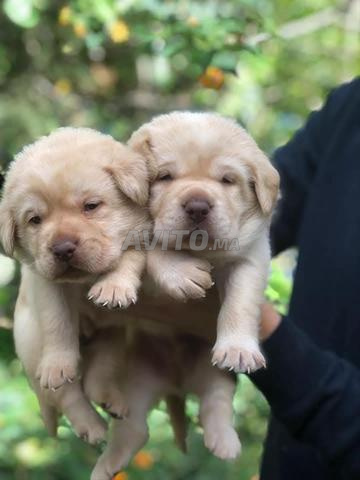 Labrador pedigree chiot