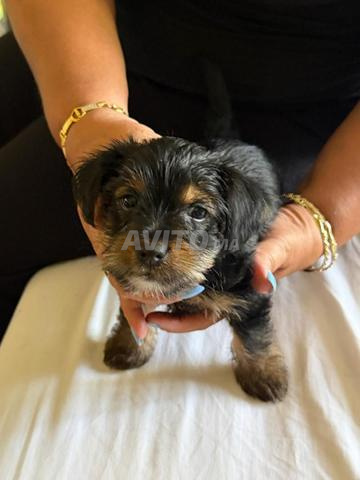 Chiots Yorkshire purs à vendre - 2