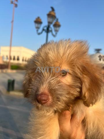 Chiot Bichon croisé Spitz - 2