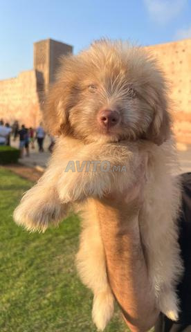 Chiot Bichon croisé Spitz