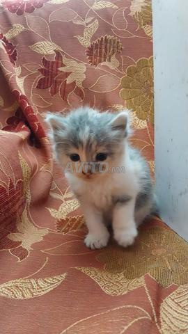Chaton à vendre - 2