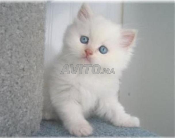 Joli chaton persan 2 mois