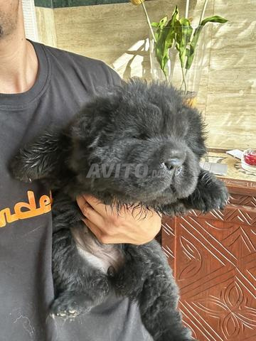 Chiot Chow Chow noir - 2