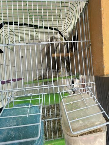 4 طيور كوكتيل 🦜 للبيع - 2