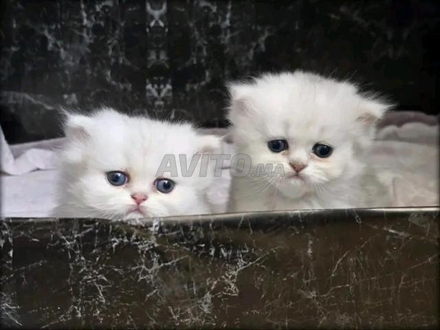 قطة فارسية صغيرة عمرها 45 يومًا