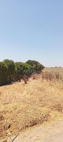 أرض فلاحية نواحي النواصر - 2