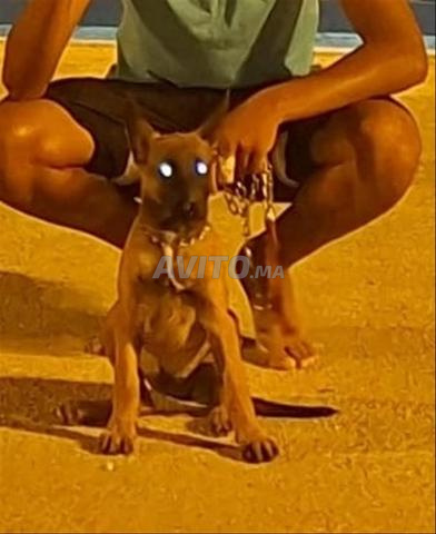 Femelle Malinois 3 mois, disponible à Casablanca, Ain Raqraq - 2