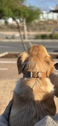 Stock de 144 colliers & laisse pour chien en cuir - 2