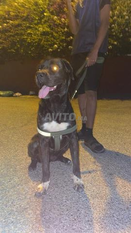 Cane Corso x Perro Canario - 2