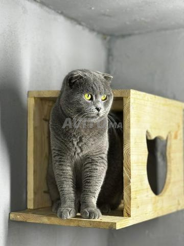 سكوتش ذكر