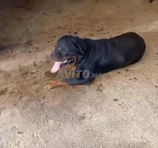 Rottweiler - 2