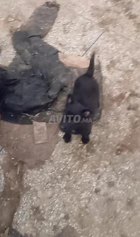 جرو مالينوا رائع جداً فحمى سلالة نقية ذكر وأنثى - 2