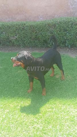 Femelle rottweiler pure race - 2