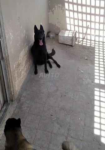 أنثى مالينوا سوداء فحمية - 2