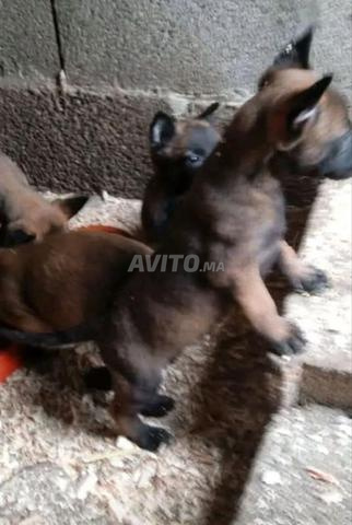 جِراء مالينوا شربوني شيء جميل - 2