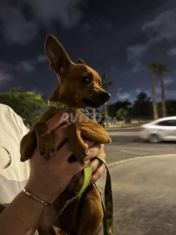 جرو تشيهواهوا رائع - 2