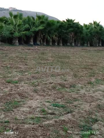 النخيل في برشيدية وشنطنية - 2