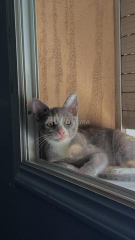 Deux chats habitués à la litière - 2