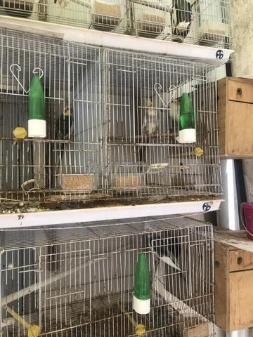 🦜 للبيع عصافير كوكاتيل بصحة ممتازة مع الأقفاص 🦜 - 2
